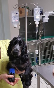 Cocker sous perfusion dans les bras de Céline