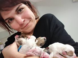 Portée de jack russel mis au monde par césarienne un samedi matin