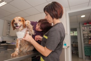 Dr Violleau et Céline réalisant un pansement